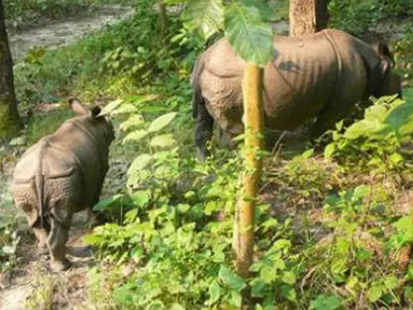 Chitwan Jungle Safari Tour