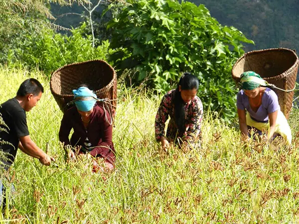 Ghorepani Ghandruk Circuit Trek - 6 Days